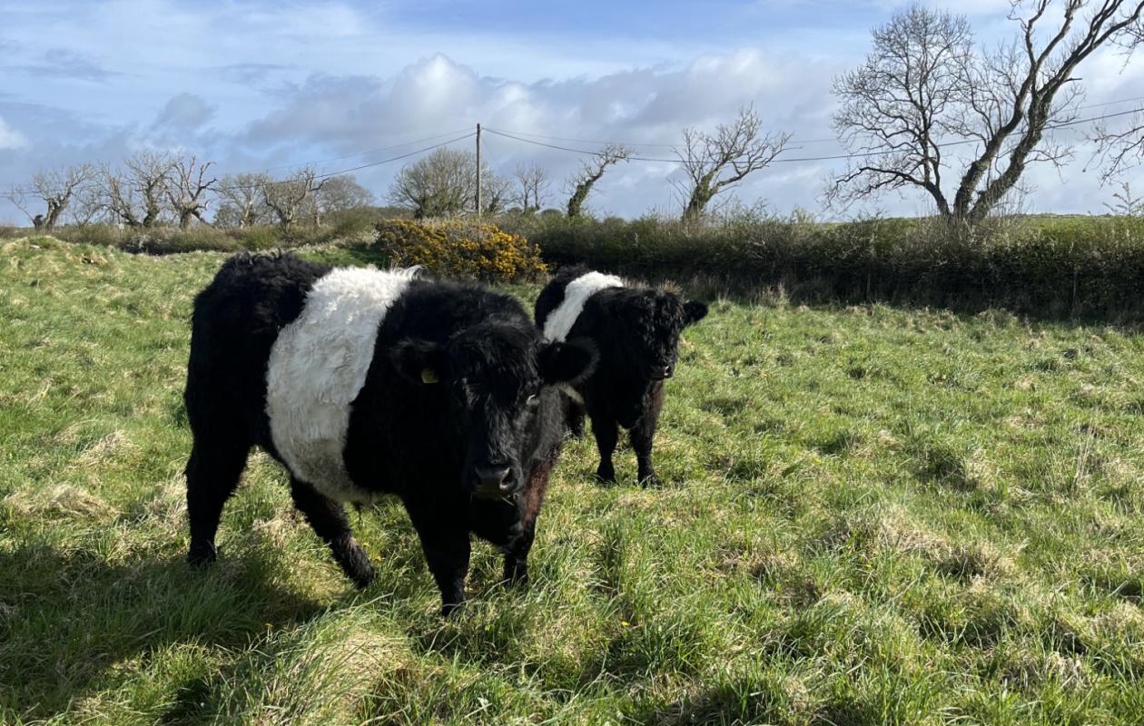 Belted galloway cows at Balmangan Farm